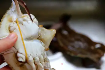 Make Crabs on the ginger step 1