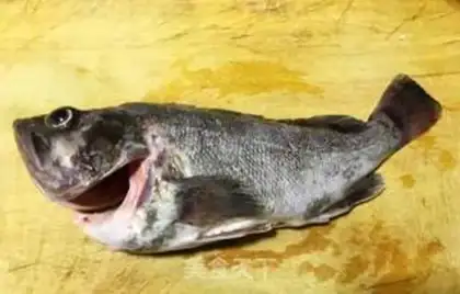 Make Blackfish step 0