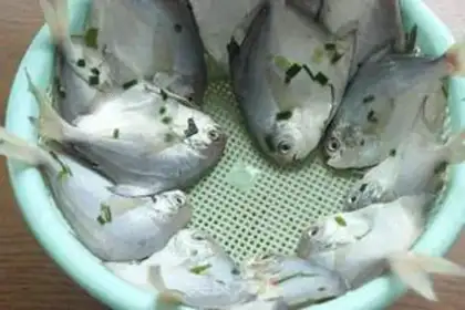 Make Dry-drying minnows step 3