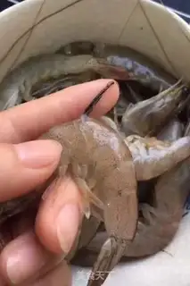 Make Boiled shrimp step 0