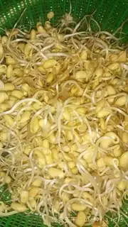 Make Meatloaf sprouts step 1