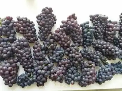 Make Wine step 1