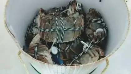 Make Crabs step 0