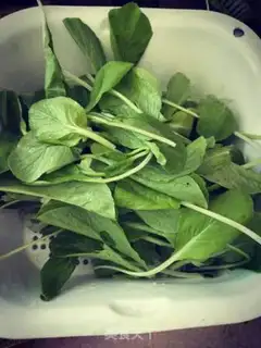Make Garlic seedlings step 0