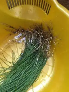 Make Pumpkin eggs, shrimp, onion box step 7