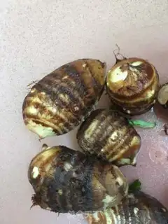 Make Pepper chopper, taro step 0