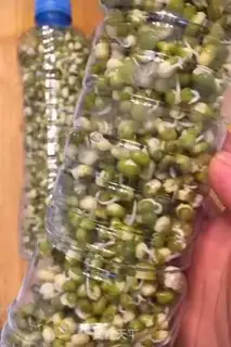 Make Homemade green bean buds step 5