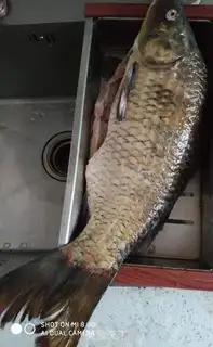Make Carp soup step 0