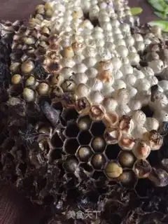 Make Blasting bees step 0