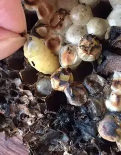 Make Blasting bees step 1
