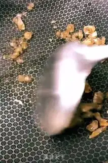 Make Family pig hoof step 3