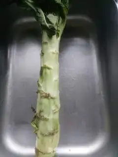 Make Fried silk step 0