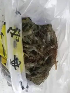 Make Salt-water shrimp step 0