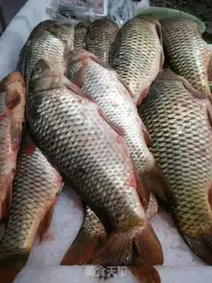 Make Fried carp step 0