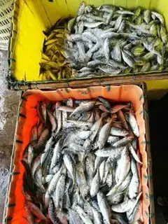 Make tanfish dry step 1