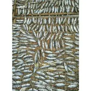 Make tanfish dry step 4