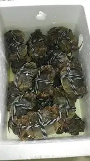Make Crabs step 0