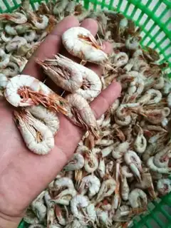 Make Wild shrimp step 3