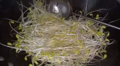 Make Soybean sprouts step 6