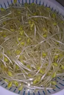 Make Soybean sprouts step 1