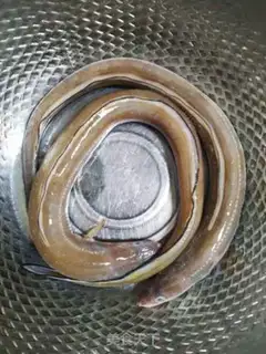 Make Fishballs step 1