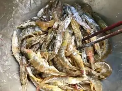 Make Spicy shrimp step 4