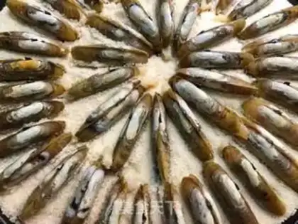 Make Salmon step 8