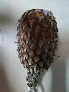 Make Pineapple dry step 0