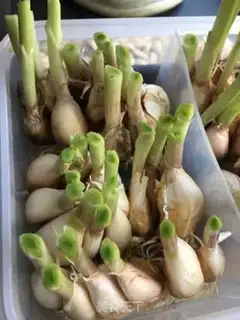 Make Garlic porridge buns step 18