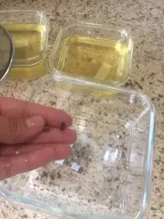 Make Pig oil step 5