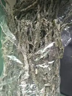 Make Korean seaweed soup step 0