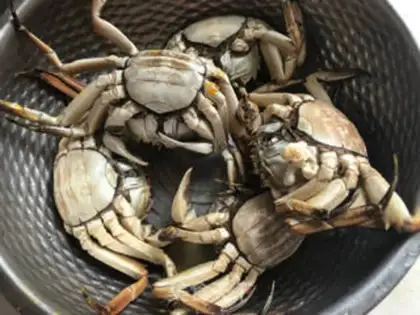 Make Crab-breed orange step 1