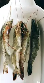 Make Cheese shrimp step 1