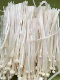 Make Gold-cracking mushroom spinach with sea cucumber step 0