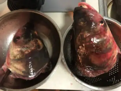 Make Pinky fish head step 0