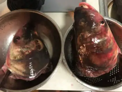 Make Frozen tofu fish head soup step 0