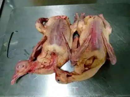 Make Cricket pigeon step 0