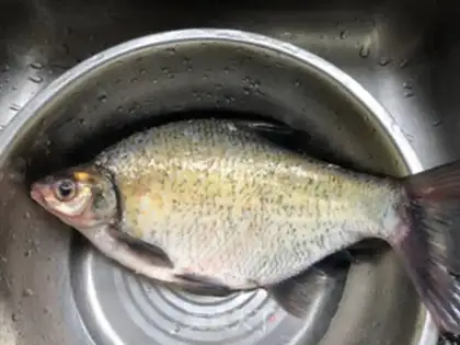 Make Open the fish step 0