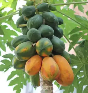 Make step 13