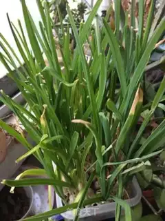 Make Bacon and garlic step 0