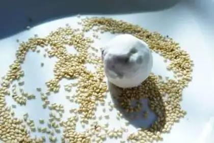 Make Potato spasm step 2
