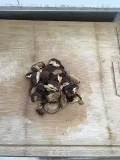 Make Mushroom oil step 1