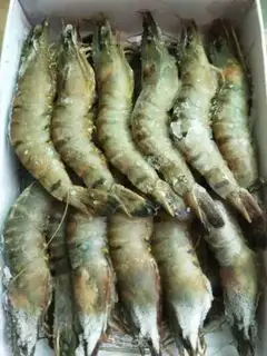 Make Shrimp step 0