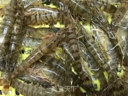Make White burning shrimp step 0