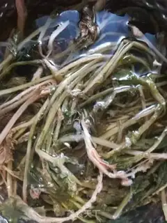 Make ♪ The sprouts in the snow ♪ step 1