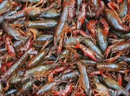 Make Spicy lobster step 1