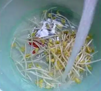 Make Bean sprouts step 2
