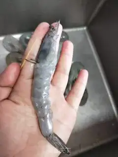 Make Shrimp step 0