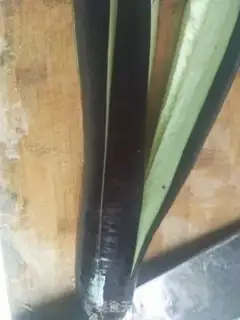 Make Steam eggplant step 0