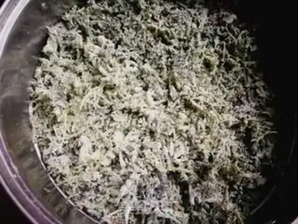 Make Steam rice artemisinin step 5